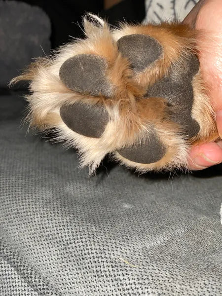 Close-up of a dog's paw held by a person on a gray fabric background
